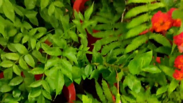 Sunday update part-1 terrace garden overview 3 july 2022 💦💦💦☔☔ смотреть онлайн