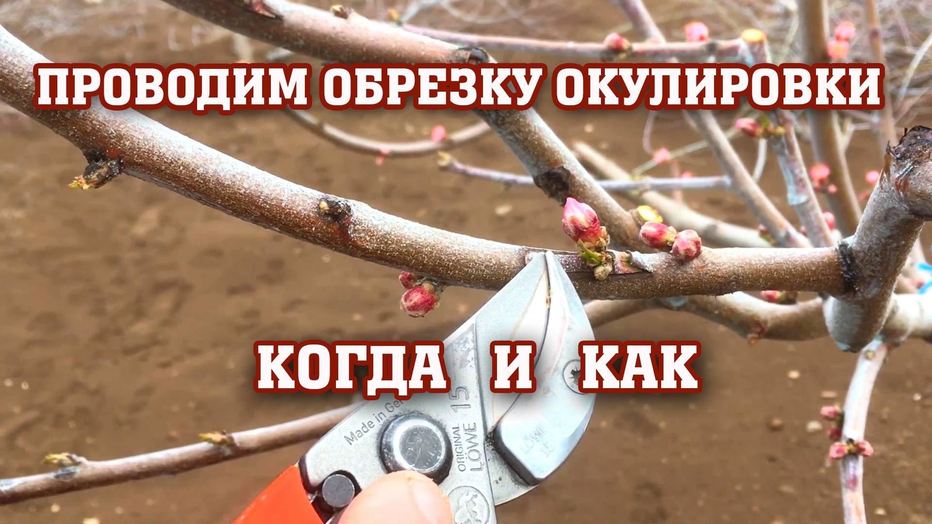 Все секреты об окулировке персика !!! смотреть онлайн