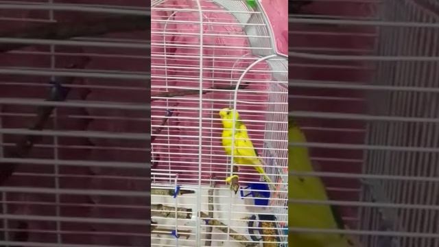 Попугай реагирует на своё имя и начинает чирикать смотреть онлайн