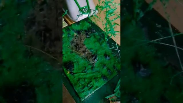 Диорама - T-rex смотреть онлайн