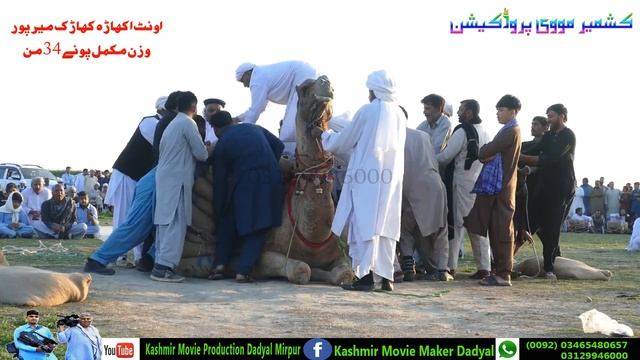 Camel Weightlifting 2024 | Ch Arshad Kharak Mirpur | Wazan Total 33 Man 30 Kg | Oont Charda Suraj