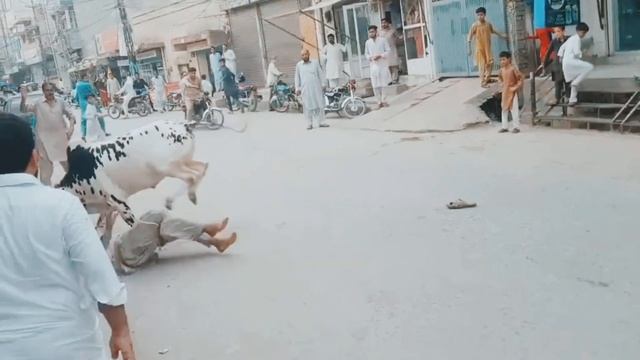 Dangerous Cow | Qurbani 2022 смотреть онлайн