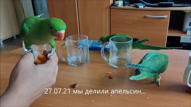 Птенцы ожерелового попугая, выкормышы. смотреть онлайн