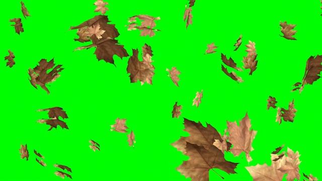 Leaves Falling Green Screen Flying Effect |  Autumn Leaves Falling Green Screen Video