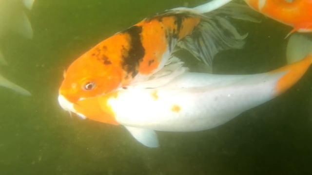 கடச்சநேந்தல் கலர் மீன் பண்ணை,மதுரை🐡🐠 Kadachanendhal Fish Farm | Tamil Vlogs| Dr.Bala's Vlog|