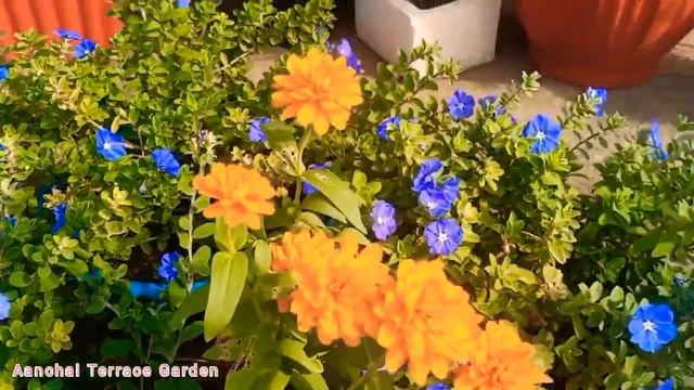 || Sunday Update Terrace Garden Overview || Summer Garden Overview 29/05/2022 смотреть онлайн