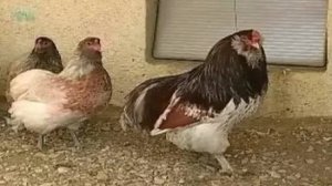 Хозяйственные породы кур