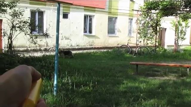 Відлякувач собак - перевірка на практиці смотреть онлайн