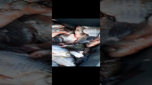 обзор/рыба Калач на Дону/донская рыба смотреть онлайн