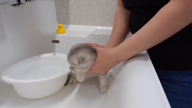 The five kittens are surprised at how good their first bath feels. смотреть онлайн