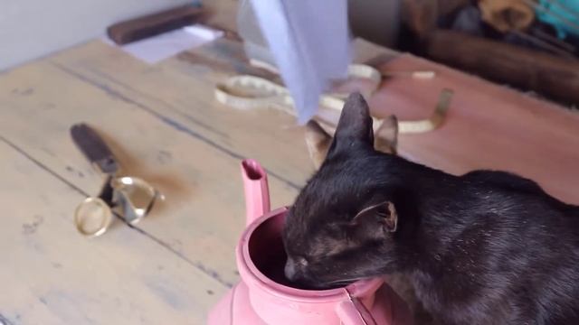 Funny cute Mischievous | kitten playing with wagging tail of her very patience Mother cat смотреть онлайн