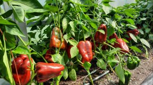 Завершение сезона выращивания перцев