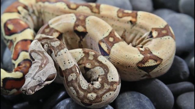 2022 Holdback Boas: Best Baby Boas from Last Year! смотреть онлайн
