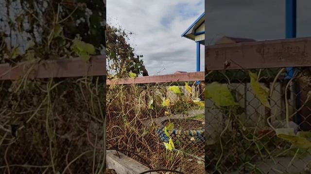 Едем в деревню смотреть осень