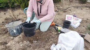 КАК ПОСАДИТЬ ПИОН ИТО ПРАВИЛЬНО | Посадка ИТО-пиона