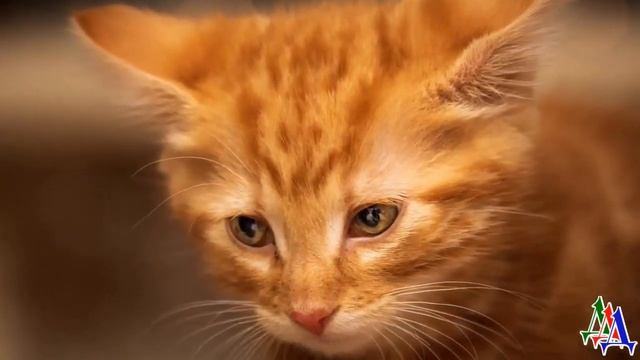 - Это ты меня лечила – бездомная КОШКА, почуяв БЕДУ, улеглась на груди женщины и замурчала... смотреть онлайн