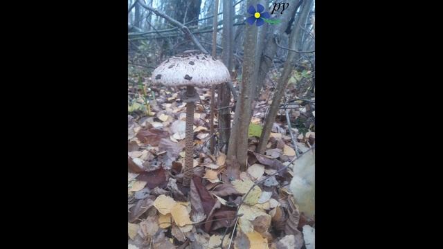 Грибы-зонтики. Пора идти за грибами.