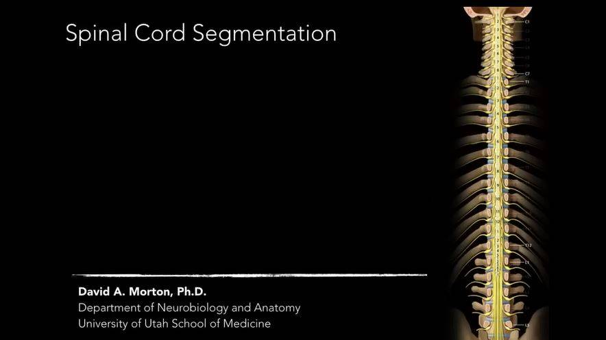 Принципы сегментации спинного мозга смотреть онлайн