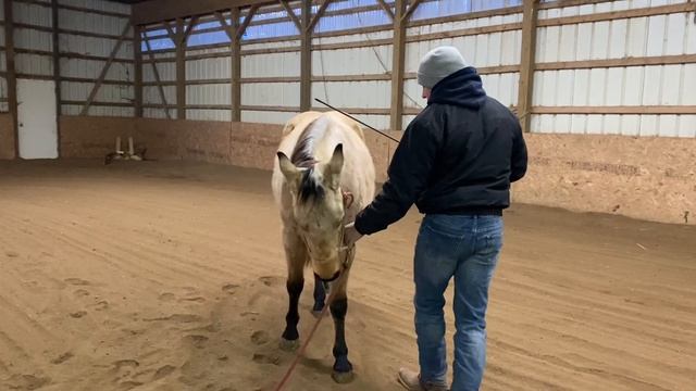 Horse Training, Cold Weather, and Small Spaces? Watch THIS! Winter Series, Lesson 1: Backing Up смотреть онлайн