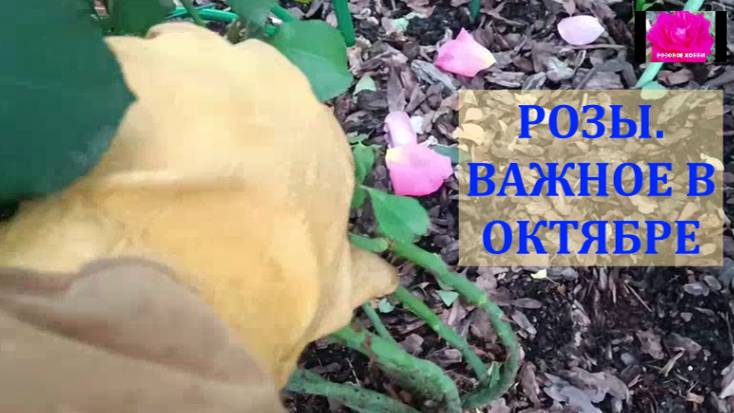 РОЗЫ ГОТОВИМ К УКРЫТИЮ НА ЗИМУ смотреть онлайн