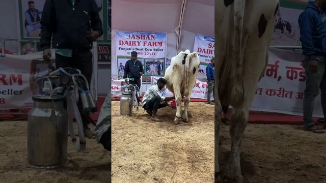Last Live milking at MDFA 2024 || By Sahib Dairy Farm || Call-95180-55688 смотреть онлайн