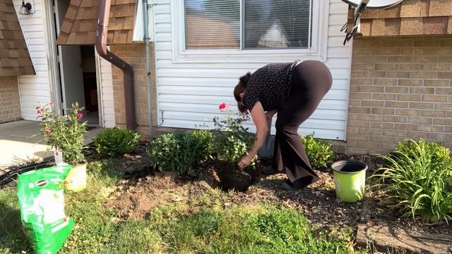 Last Flower Bed at Senior Housing South Garden Work Done/ Adding New Rose Bushes/ Improving Last Be смотреть онлайн