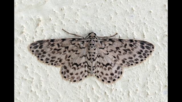 Carlos Franzetti - Jazz Camerata (2005)