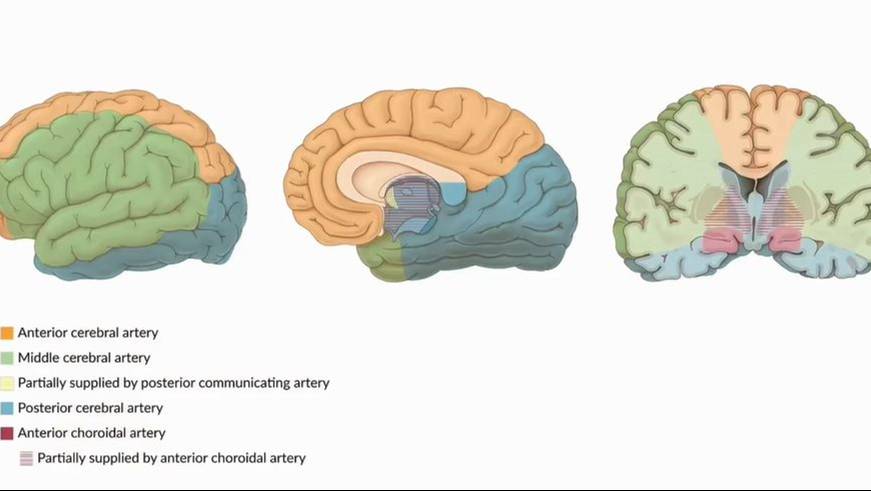 Инсульт и транзиторная ишемическая атака смотреть онлайн