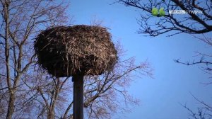 ЯЗЬ ПРОТИВ ЕДЫ Эстония Выпуск 1