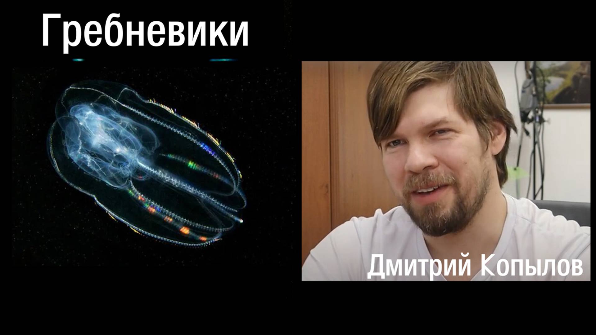 Тип Гребневики (Ctenophora) смотреть онлайн