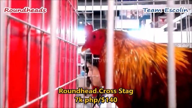 Poultry Expo | Roundhead Fowl | Roundhead Bloodline | COMPILATION смотреть онлайн