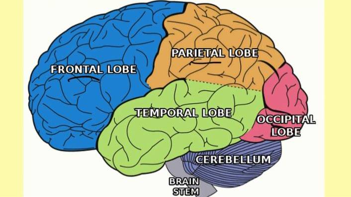 Основы нейроанатомии смотреть онлайн