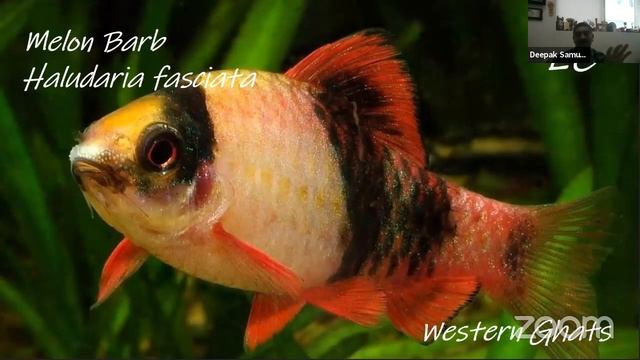 Day -2 FIVE DAYS SKILL DEVELOPMENT WEBINAR ON “ORNAMENTAL FISH CULTURE AND BREEDING” смотреть онлайн