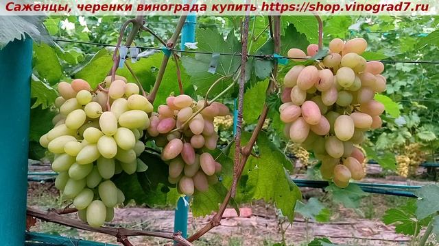 Парад сортов на 27.07.24 года - виноград Виктор смотреть онлайн