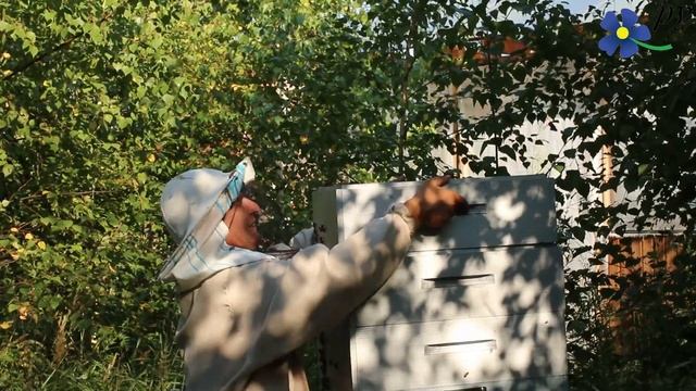 Карпатка из Карпат или как я начал заниматься пчелами