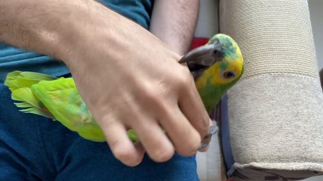 OLHA A REAÇÃO DELE 😍 ! - PAPAGAIO MAIS ENGRAÇADO DO BRASIL смотреть онлайн