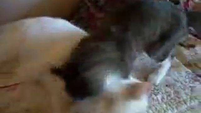 Catfight смотреть онлайн