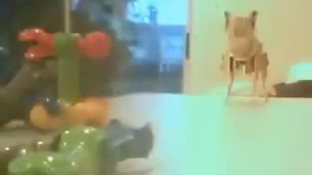 zoob attack tiger смотреть онлайн