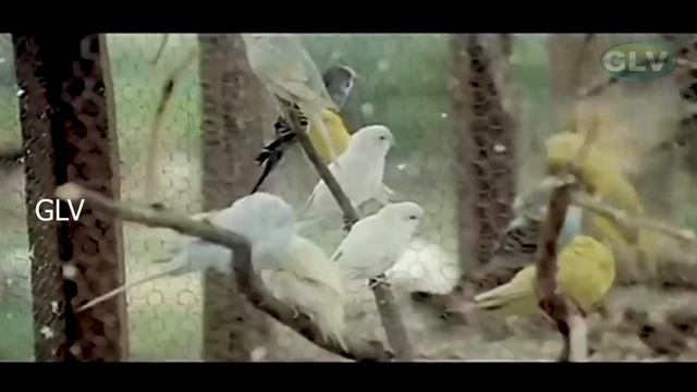 சின்ன கிளி வண்ண கிளி பாடல் | Chinna Kili Vanna Kili song | S. P. Balasubrahmanyam, S. Janaki . смотреть онлайн