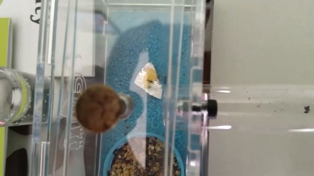 Мои муравьи►Messor Structor►Формикарий