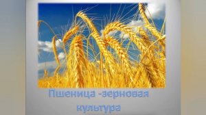 Интересный факт: «Пшеница - зерновая культура»