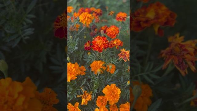 Бархатцы🧡🍂#shorts смотреть онлайн