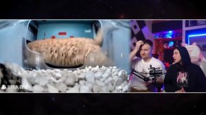 МЕМНЫЙ АЛФАВИТ 2 _ РЕАКЦИЯ на небуди