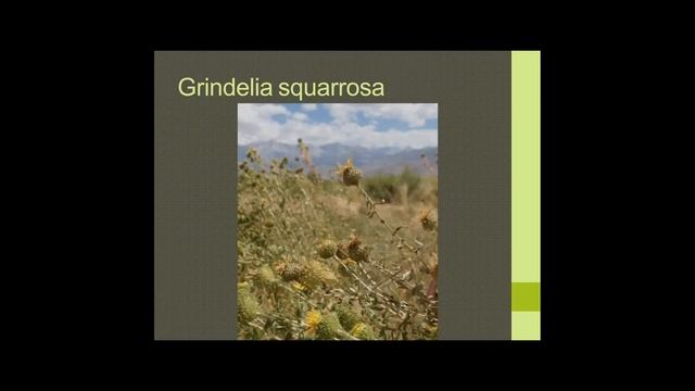Part 2 Medicinal Plants of the High Sierra and Owen's River Valley смотреть онлайн