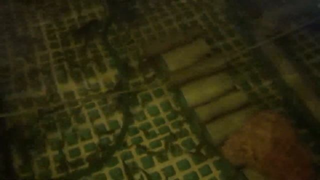 10.03.2018 Кормёжка самцов смотреть онлайн