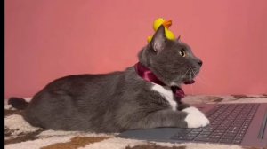 ЕСЛИ БЫ КОТИКИ ХОДИЛИ В ШКОЛУ–ПРЯТКИ В БРУКХЕВЕН!!!