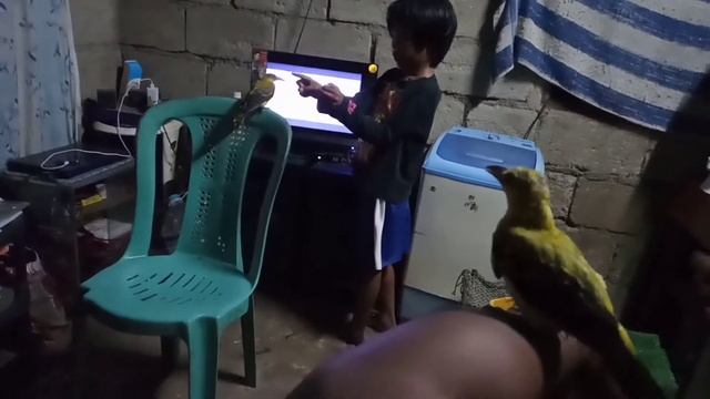 NIGHT HUNTING SPIDER + WATCHING TV/ Kilyawan serye смотреть онлайн