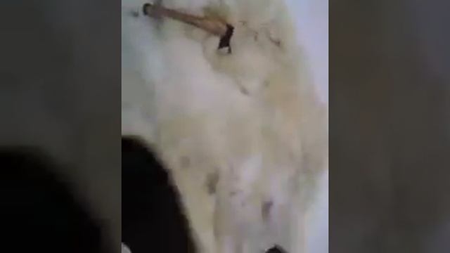 зимняя рыбалка на КОТЕЦ, на карася много рыбы смотреть онлайн