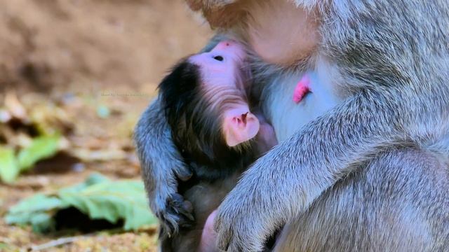 Just Born Baby Monkey! The Beautiful Newborn Baby Monkey And Very Smart