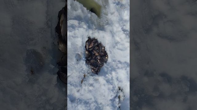 Рыбалочка на карася на тягу.2023 смотреть онлайн